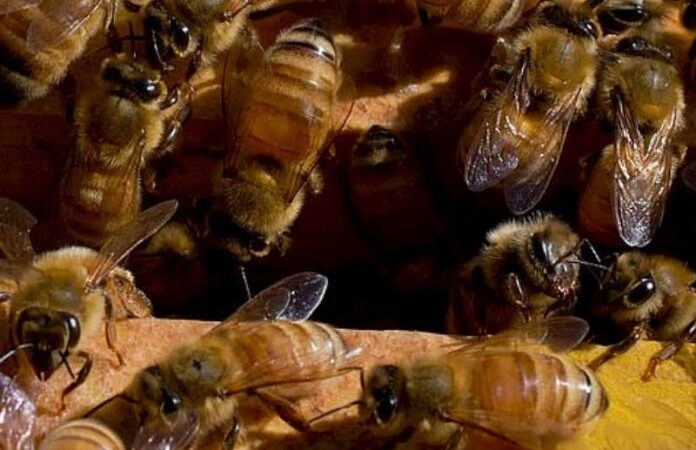 Veneno de abelhas é usado pra combater câncer de mama agressivo