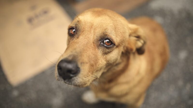 Cachorro “aciona” Justiça contra agressor e assina petição com a pata