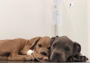 Novas inscrições para castração de cães e gatos