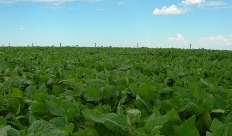 Campanha orienta sobre uso correto do herbicida 2,4-D