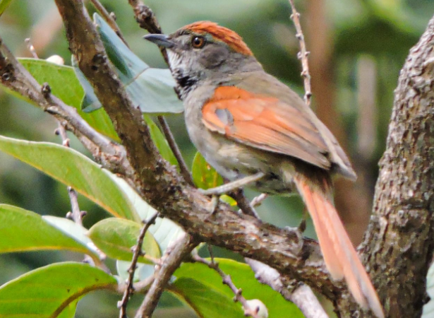 Novo regulamento para estudos de fauna será apresentado ao público