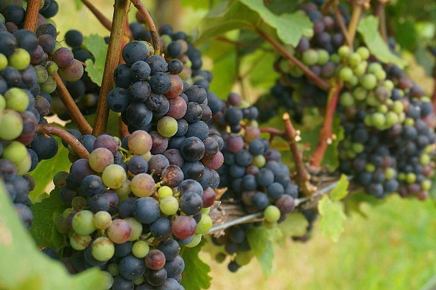 2ª Feira da Uva e do Vinho será lançada nesta sexta, em Planaltina