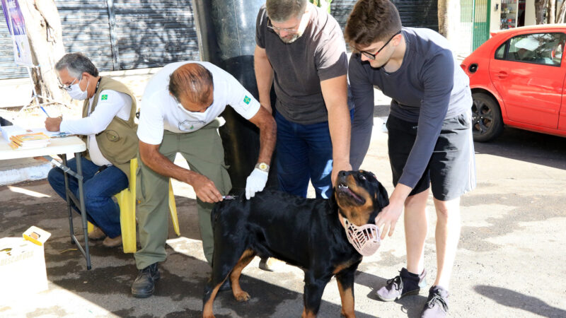 Vacinação de cães e gatos registra recorde