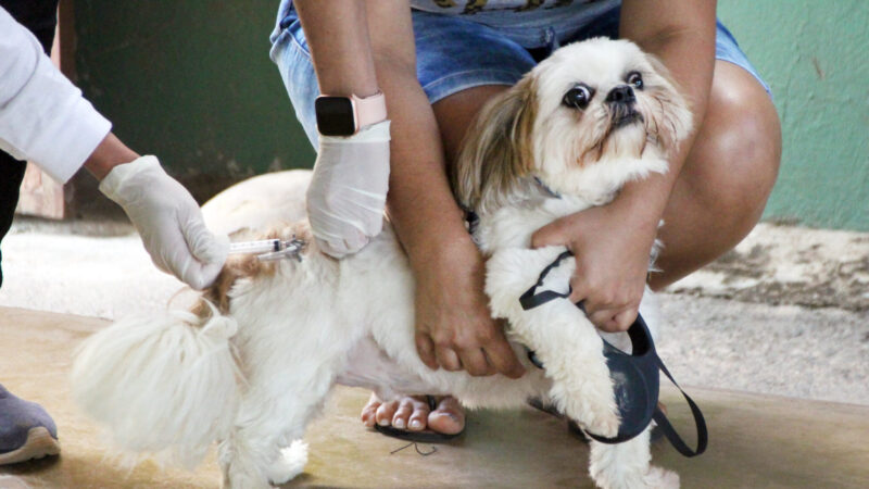 Maltratar animais é crime, veja como denunciar