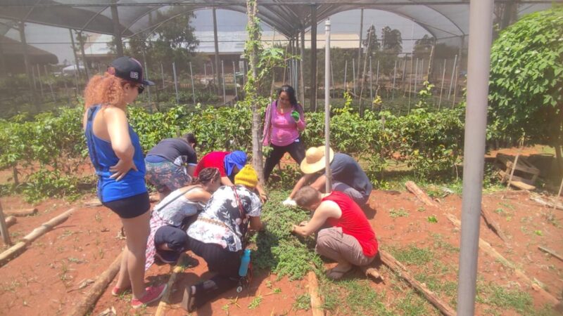 Projeto distribuirá cinco mil mudas de plantas medicinais para a comunidade