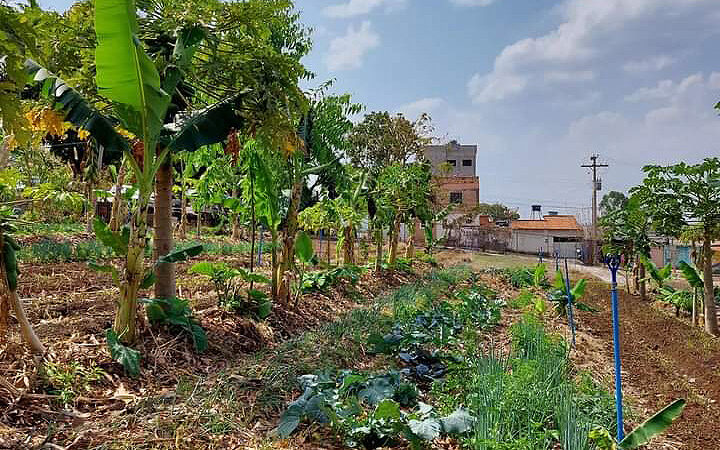 Hortas comunitárias reforçam a segurança alimentar da populaçãox