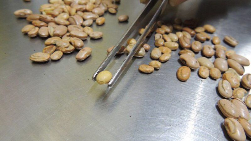 Fiscais apreendem arroz, feijão, café e azeite com irregularidades